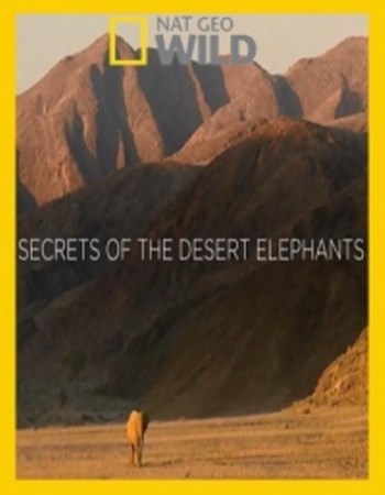  -    / Secrets of The Desert Elephants (2013) HDTV 1080i